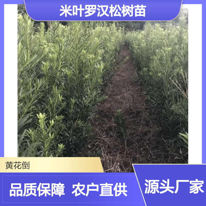 农户直供原生米叶罗汉松树苗 购买数量达到要求 全国专线车直达送货