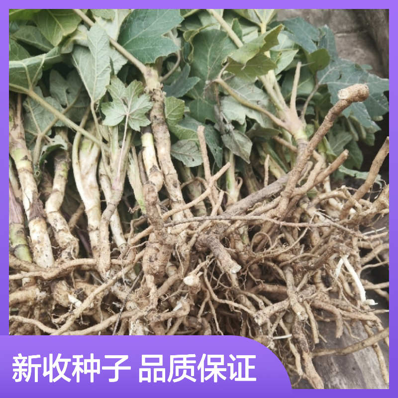 当年新收离南种子 产地一手货源免费技术指导