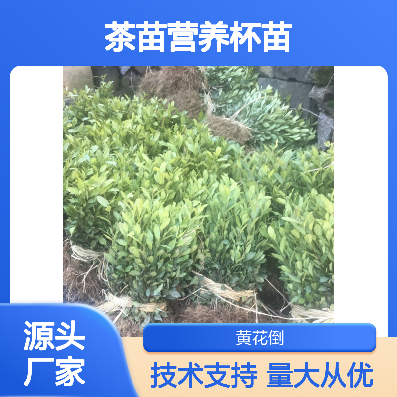 苗木合作社基地直供茶苗营养杯苗 种植技术 专业培育