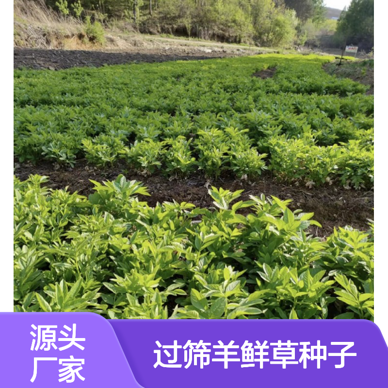 精选过筛羊鲜草种子 基地直供 技术指导支持 生长旺盛