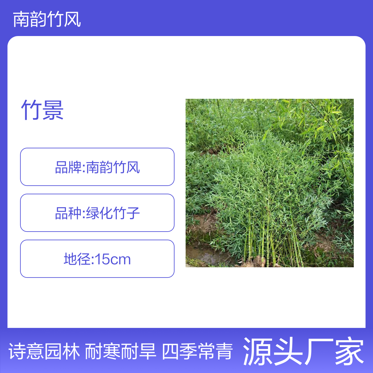 竹景设计 让你的园林更有诗意 深 圳竹 子批发庭院竹 子布景