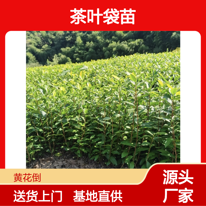基地直供茶叶袋苗 购买数量达到要求全国专线车直达送货