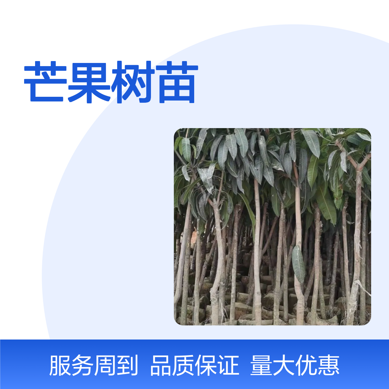 爱文芒果苗 肉质细腻 纤维极少 可食率高 丰产性好