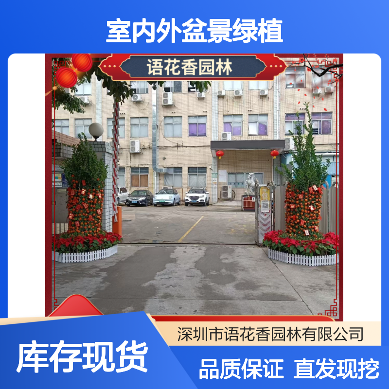 年桔盆栽小桔子苗 室内外绿植盆景 果实丰硕点缀家居氛围