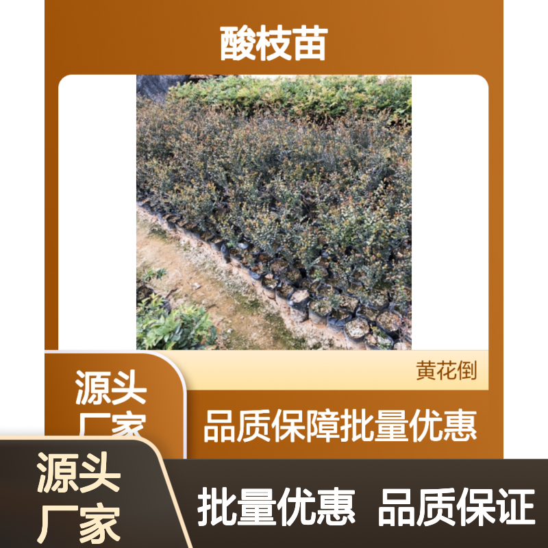 酸枝苗基地直供 耐旱耐热品种齐全 抗虫害强 商业价值高