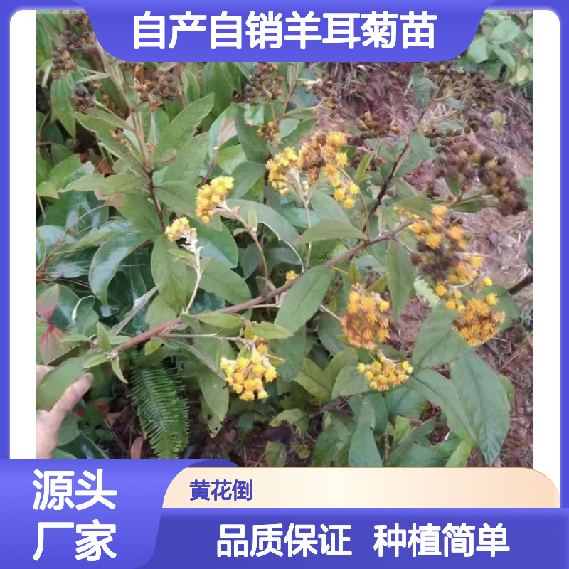 自产自销羊耳菊苗 种植收益好 荒山农田均可种植