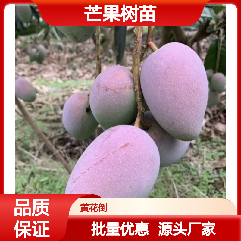 台农芒果树苗 批发种植 园艺优选 生长旺盛 产量稳定
