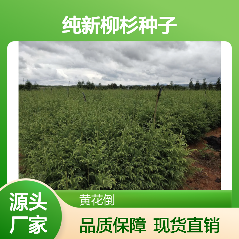 纯新柳杉种子 适宜山区种植 生长迅速 技术指导