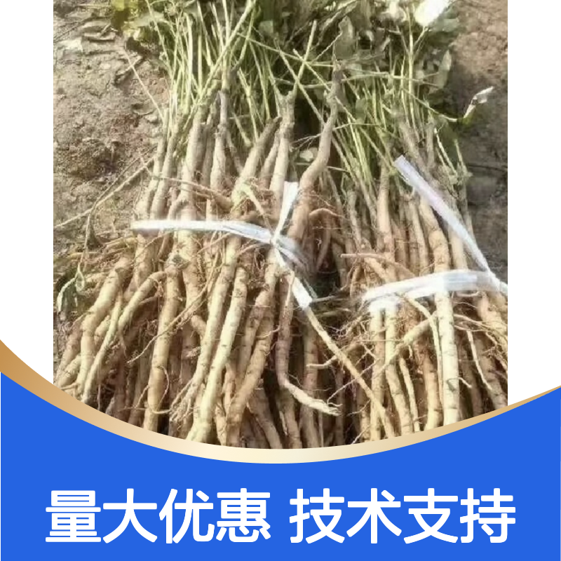 当年纯新丹皮种子 种植指导 管理方便 抗病性强