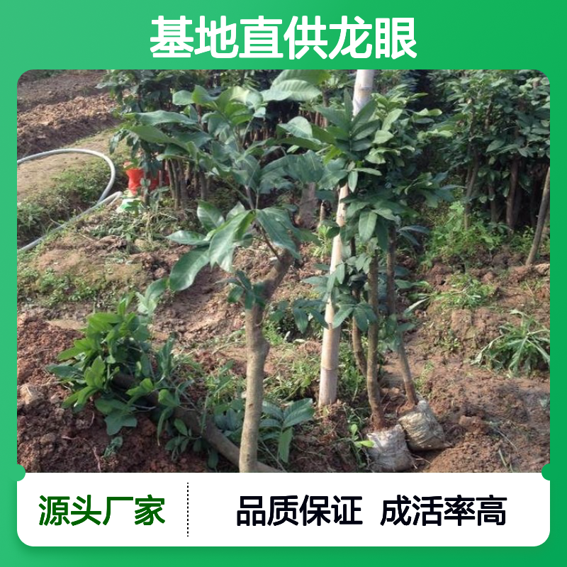 基地直供龙眼直生苗 多年生根系发达 成活高规格齐全