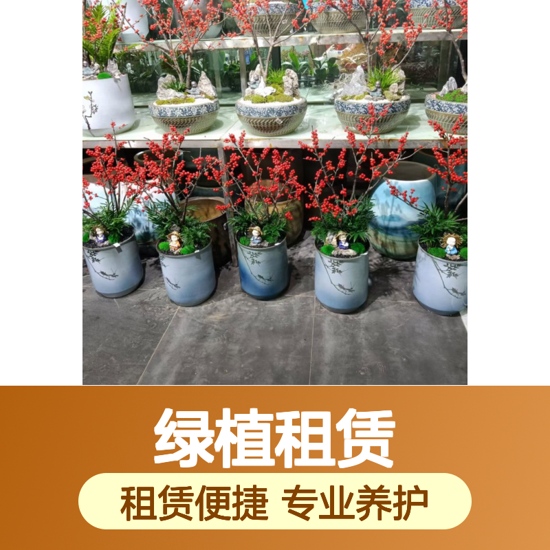 南韵竹风 绿植租赁服务 承接绿化工程 品种多样