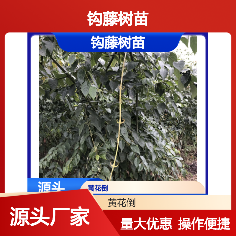 钩藤树苗批发 园林绿化药用种植 高度适中 带土移栽