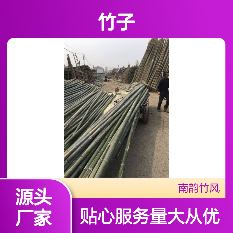 8米长大竹竿 建筑装修竹 大树支撑竹 竹子批发市场南韵竹风