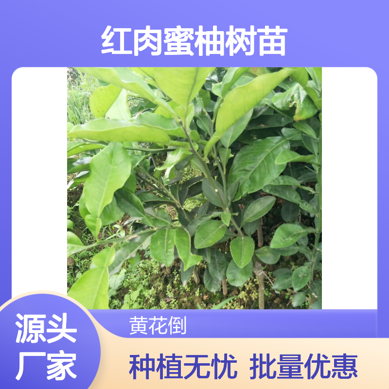 精选红肉蜜柚树苗 批发供应 品质优良 成活率高