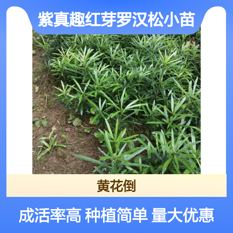 紫真趣红芽罗汉松小苗 品种全好管理 根系发达
