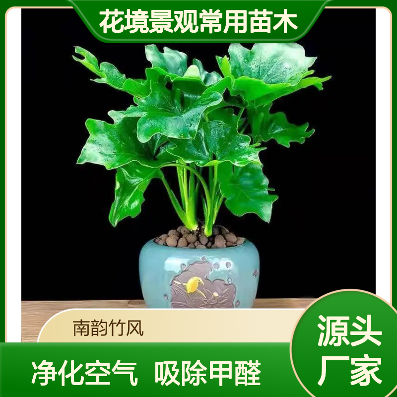 园林绿化苗 春羽 7斤袋 35cm 花境景观常用苗木 南韵竹风
