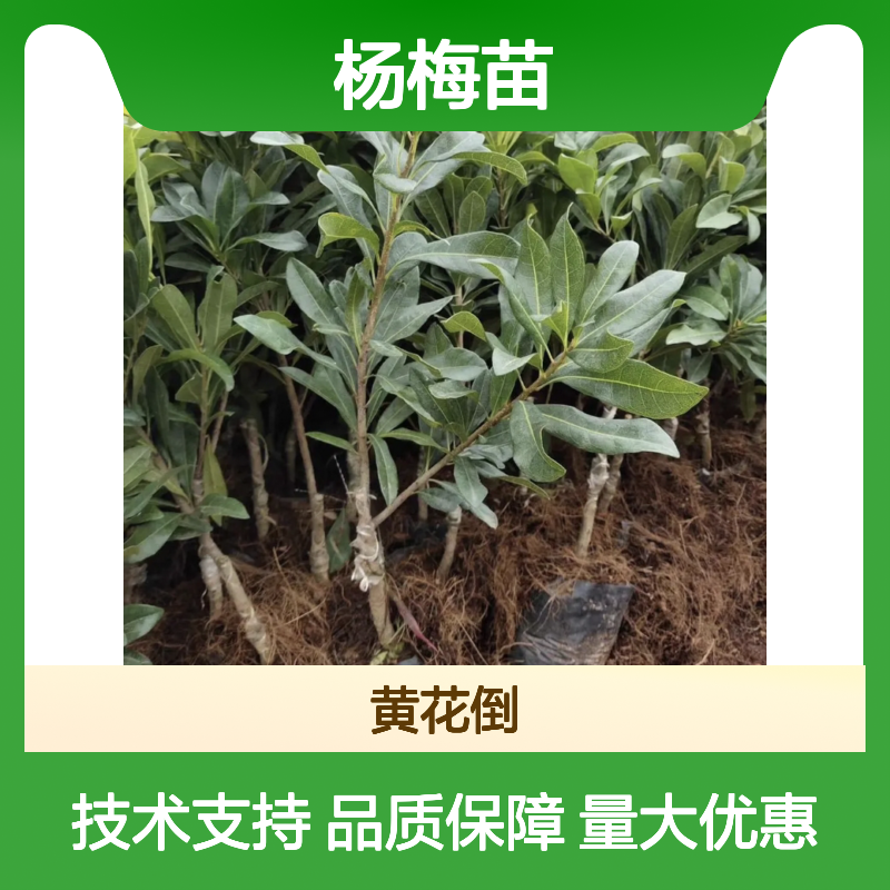 优质杨梅苗 基地直供 嫁接成活率高 适应性强 产量丰富