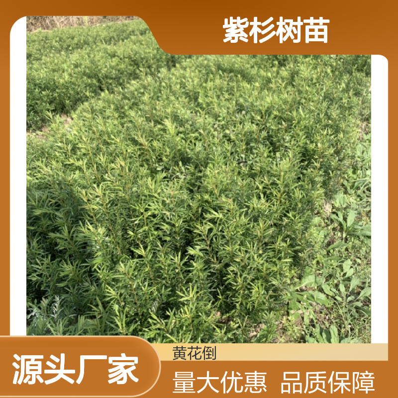 紫杉树苗 红豆杉乔木常绿植物 生长旺盛 成活率高