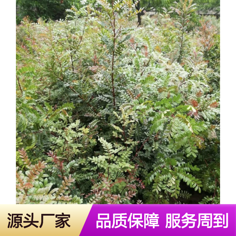清香树秧苗 基地直供 种植技术免费 品质优良 成活率高