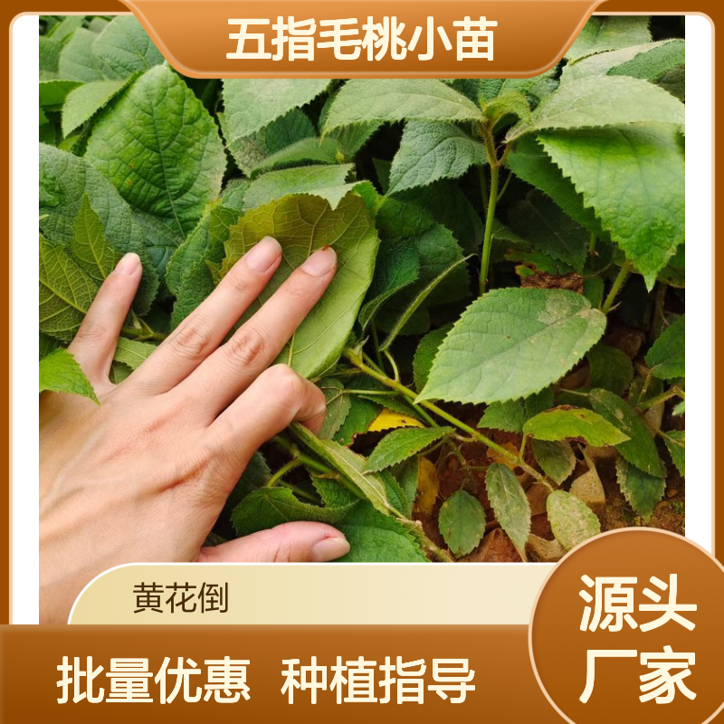 五指毛桃小苗 园林常绿灌木 易种易活 管理简单