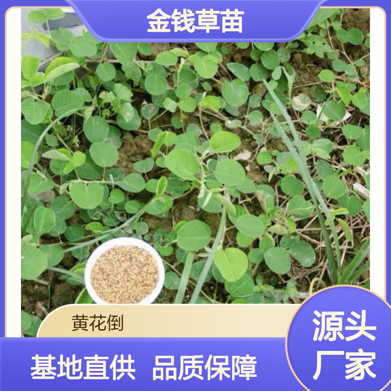 金钱草苗 盆栽绿植 基地直供 根系牢固 生长迅速