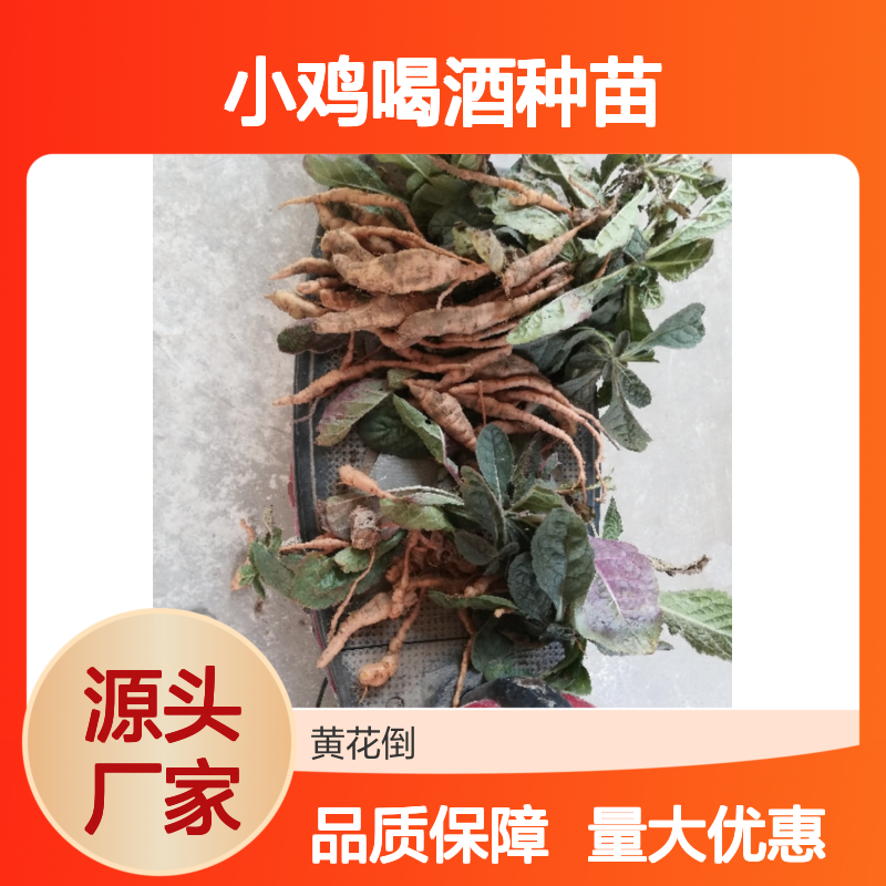 小鸡喝酒种苗 多年生草本地黄种苗 适应性强 易于栽培