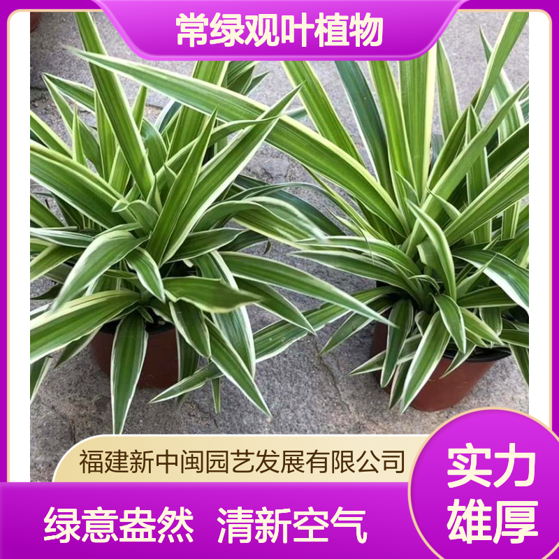 新中闽金边吊兰 漳 州产常绿观叶植物 30cm株高露地栽培家庭盆养佳品