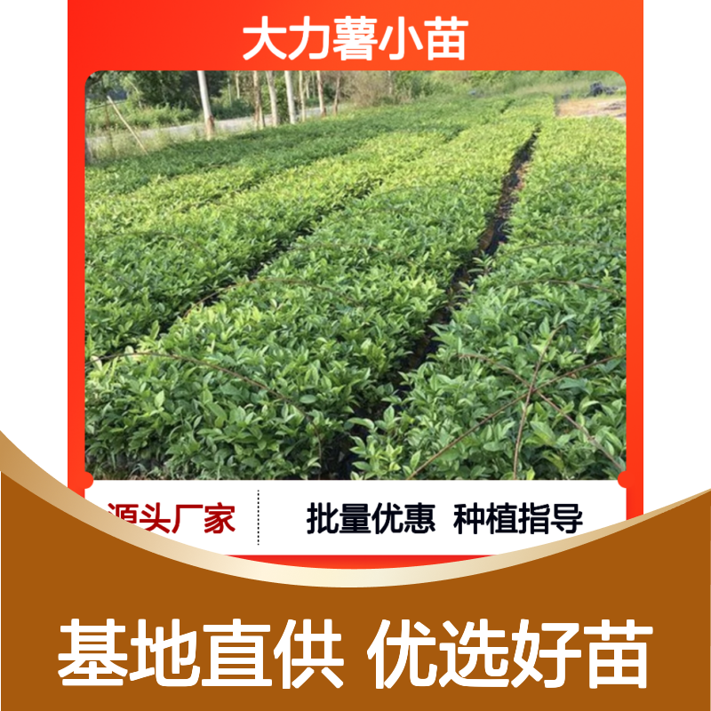 大力薯小苗 基地直供 批发优选 专业种植 技术指导