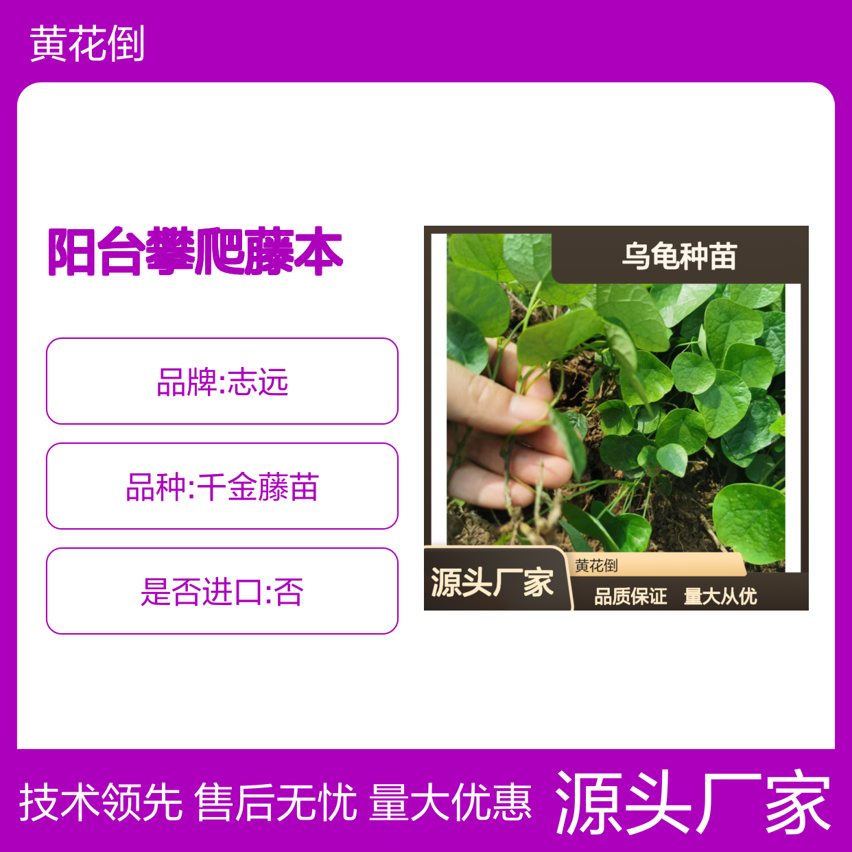 山乌龟种苗 千金藤植物 阳台攀爬藤本绿植 品质保证
