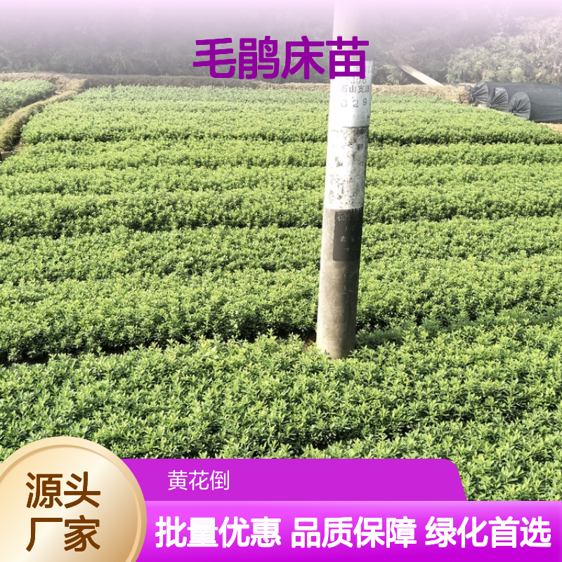 毛鹃床苗基地直供 园林绿化优选 扦插易活 花多色艳