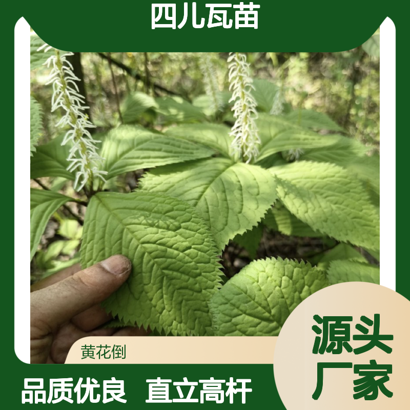 苗木合作社自营 四儿瓦苗 全草供应 品质优良 直立高杆
