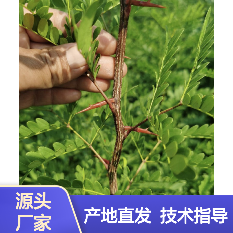 产地直发牙皂树苗 全程技术指导十几年苗木培育经验