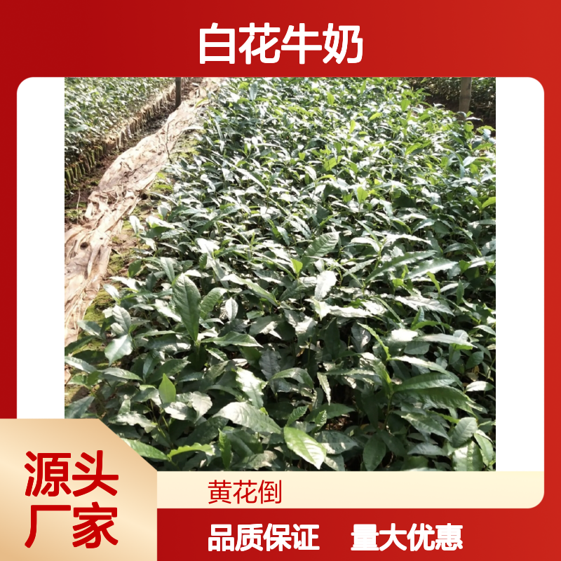 白花牛奶树 天然植物 根可煲汤 批发种苗 药食同源