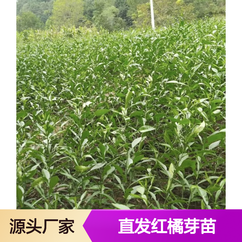产地直发红橘芽苗 全程技术指导 十几年苗木培育经验