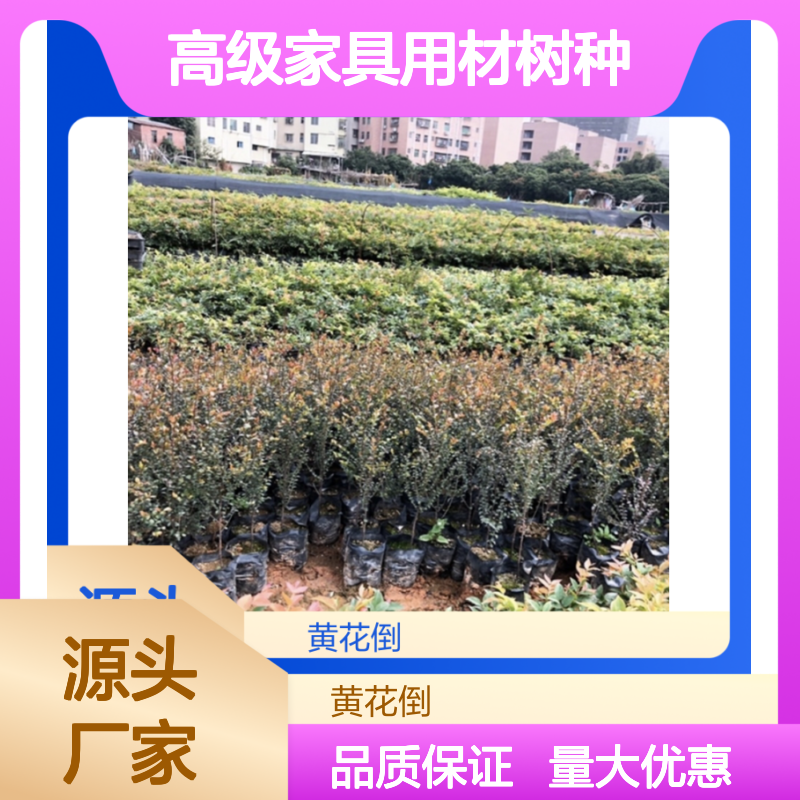 赤檀苗批发 高级家具用材树种 抗虫害强 商业价值