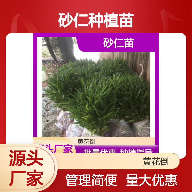 砂仁苗基地直供 优质砂仁种植苗 管理方便 适应性强