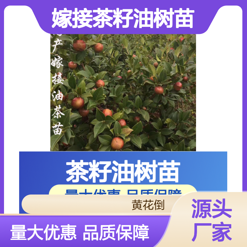 高产嫁接茶籽油树苗 果大皮薄 品种优良出油高