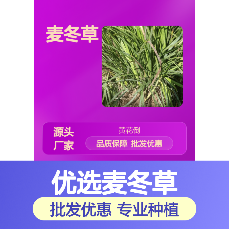 麦冬草基地直供 园林绿化药材种植两用 土壤适应