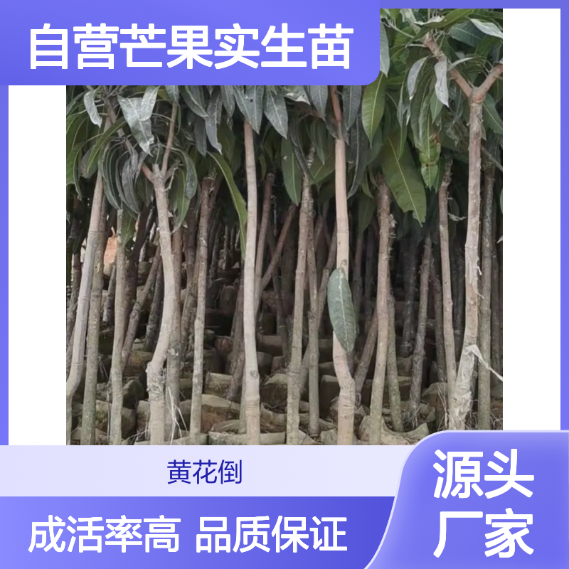 苗木合作社自营芒果实生苗 多年生根系发达 成活高规格齐全
