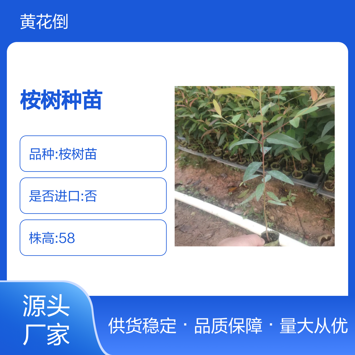 桉树种苗批发 澳洲进口品种 园林优选 萌芽力强