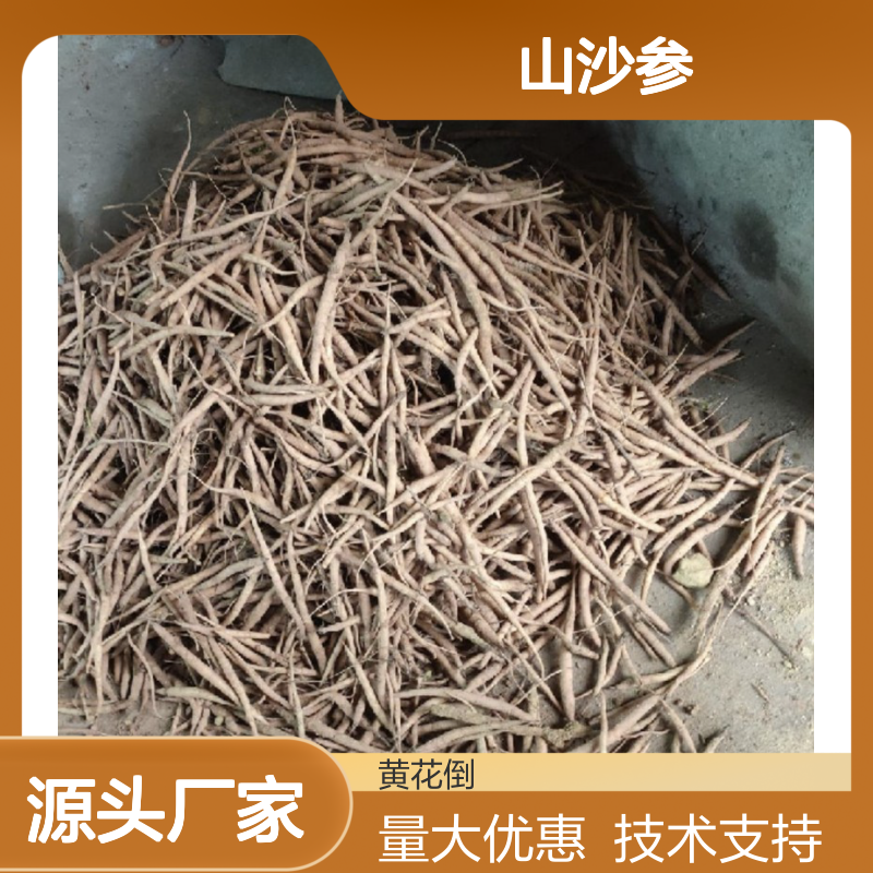 山沙参种苗 播种指导技术支持 产地直供 品质优良