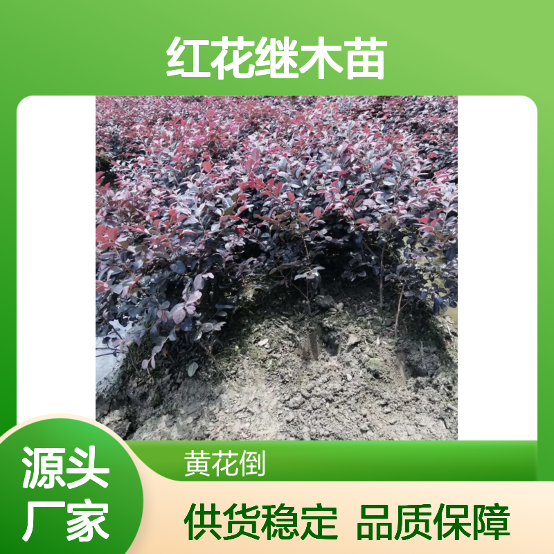 红花继木苗 园林绿化高档选材 生长快速 枝繁叶茂