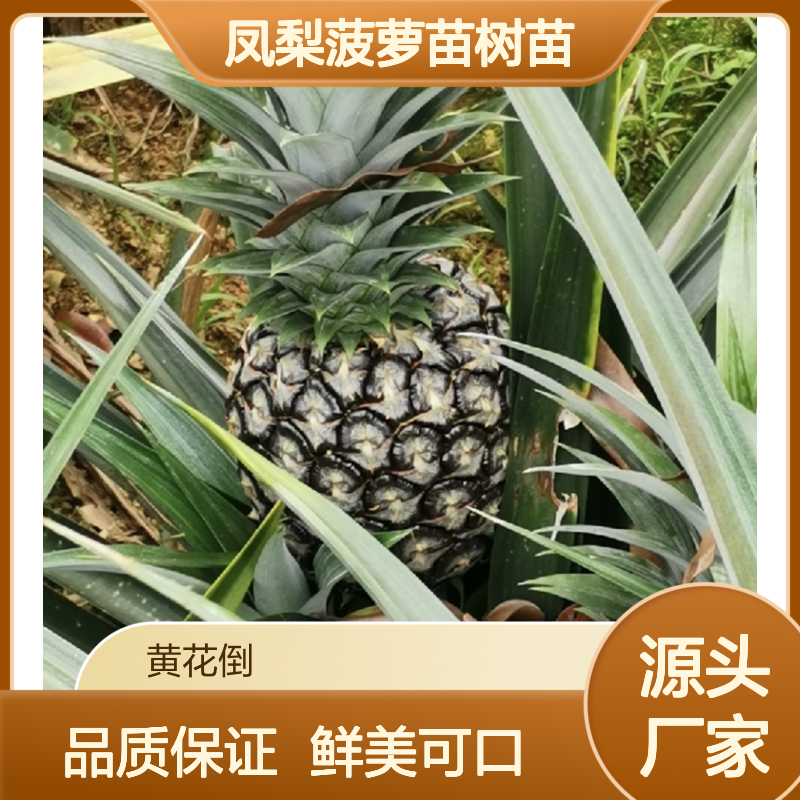 凤梨菠萝苗树苗 百年栽培历史 肉质脆嫩 糖含量高