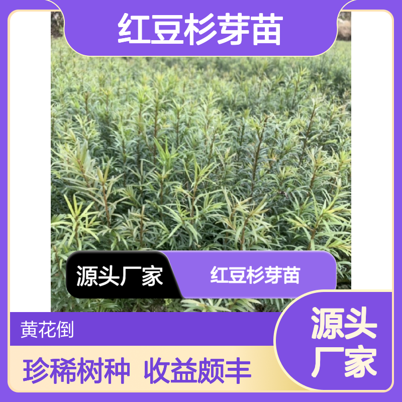 产地批发红豆杉芽苗 种植收益好 荒山农田均可种植