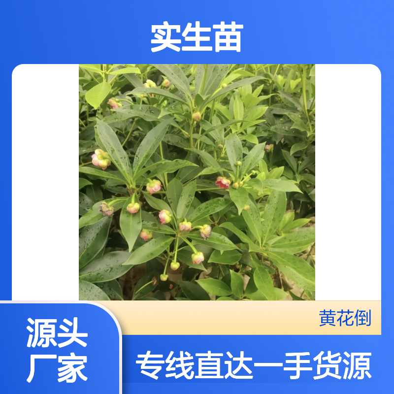 产地一手货源罗马八角实生苗 购买数量达到要求 全国专线车直达送货