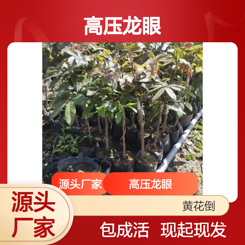 高压龙眼实生苗 现起现发 包成活 品质优良 管理简单