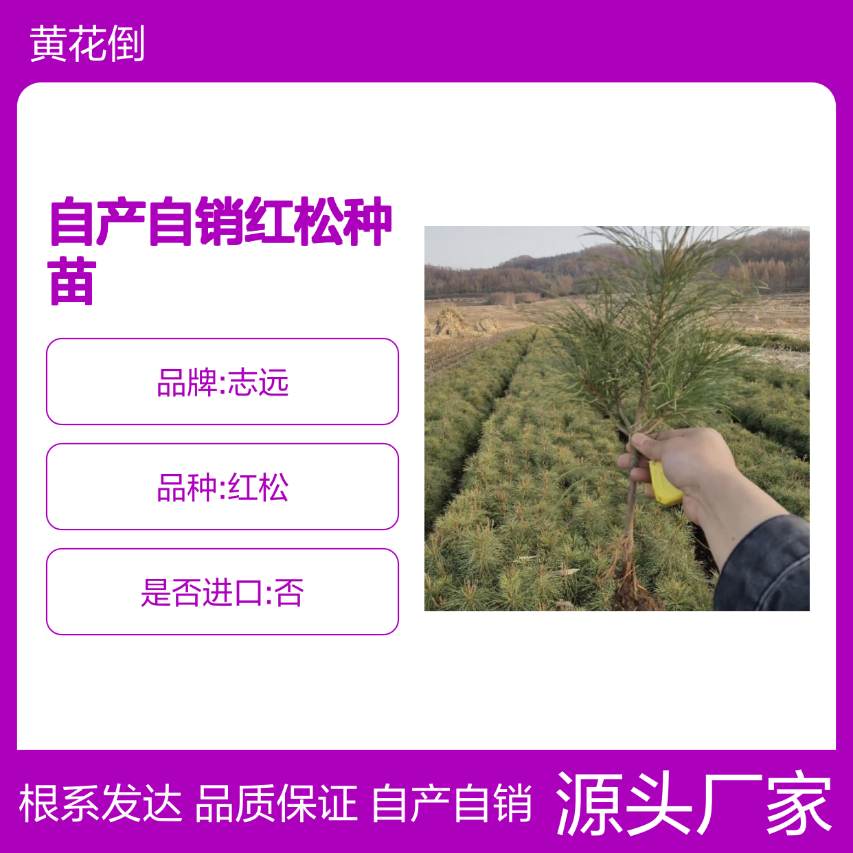 自产自销红松种苗 多年生根系发达成活高规格齐全