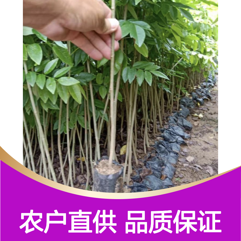 农户直供黄花梨芽苗 多年生根系发达成活高规格齐全