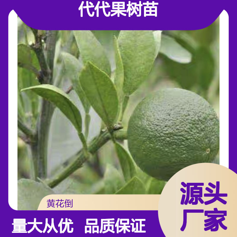 代代果树苗 基地直供 批发优选 易于养护 观赏性强