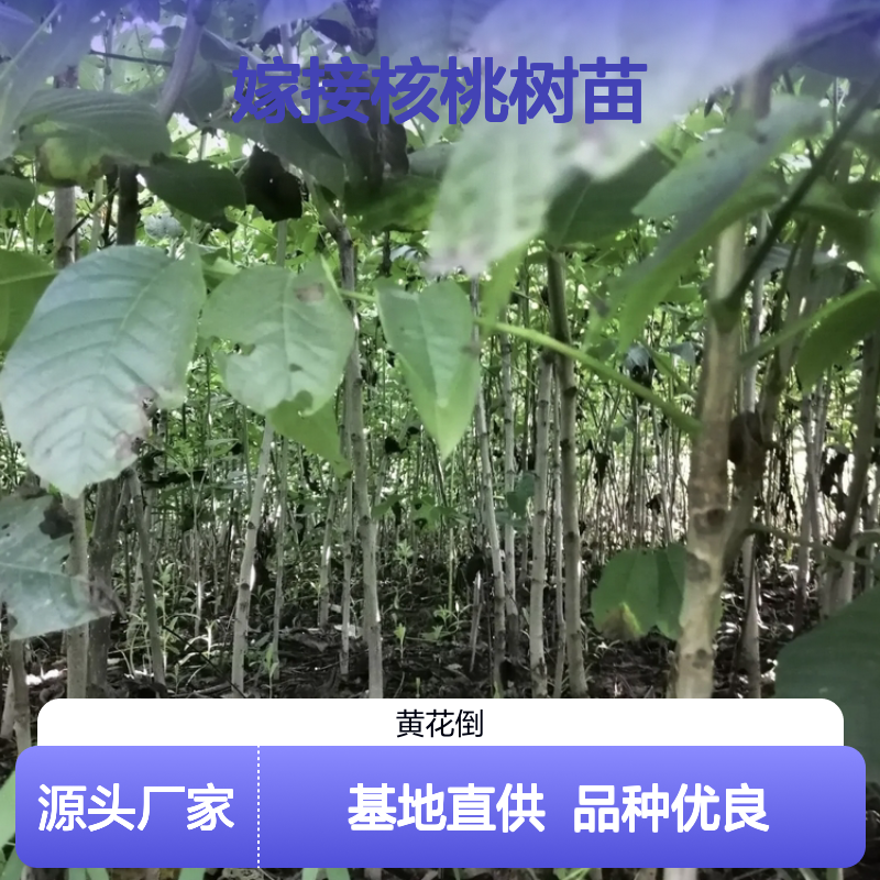 嫁接核桃树苗 批发种植基地直供 适应性强 管理省工